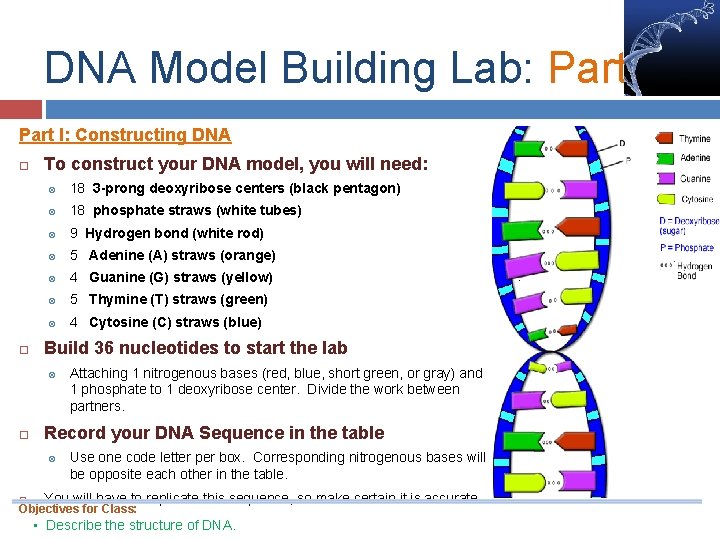 DNA Model Building Lab: Part I: Constructing DNA To construct your DNA model, you