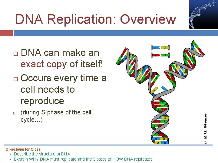 DNA Replication: Overview DNA can make an exact copy of itself! Occurs every time