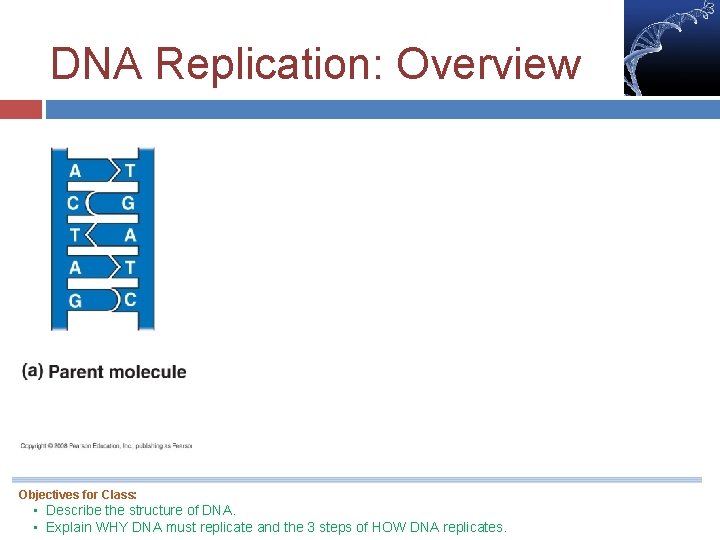 DNA Replication: Overview Objectives for Class: • Describe the structure of DNA. • Explain