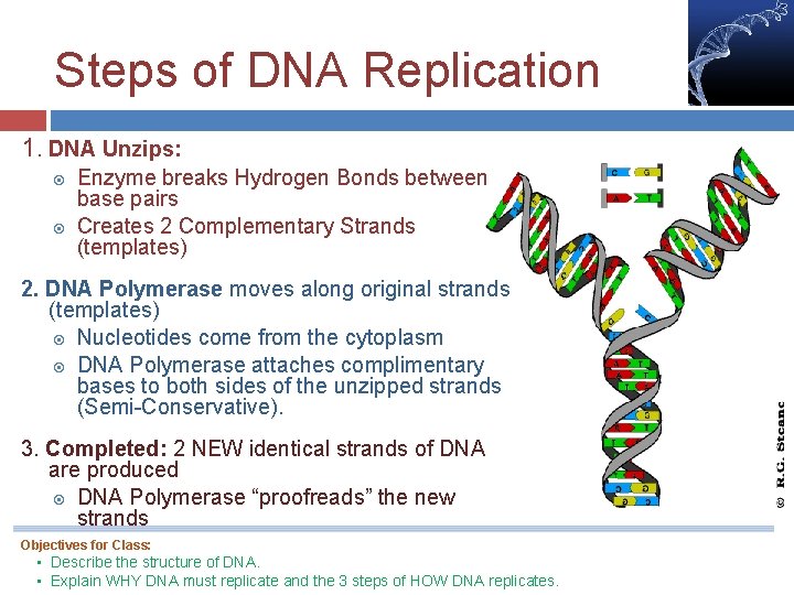 Steps of DNA Replication 1. DNA Unzips: Enzyme breaks Hydrogen Bonds between base pairs