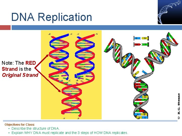 DNA Replication Note: The RED Strand is the Original Strand Objectives for Class: •
