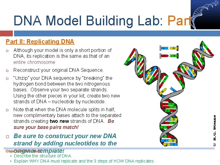 DNA Model Building Lab: Part II: Replicating DNA Although your model is only a