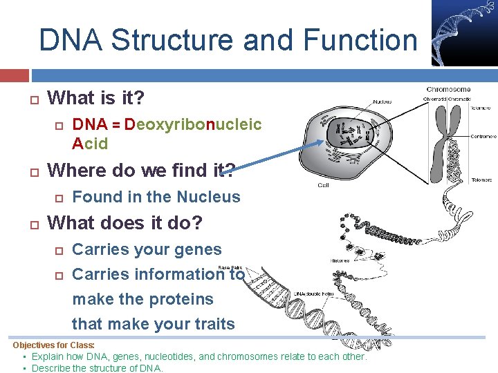DNA Structure and Function What is it? Where do we find it? DNA =
