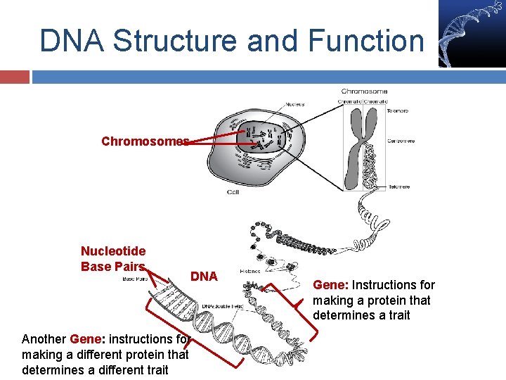 DNA Structure and Function Chromosomes Nucleotide Base Pairs DNA Another Gene: instructions for making