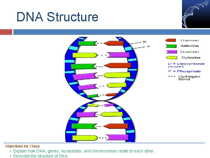 DNA Structure Objectives for Class: • Explain how DNA, genes, nucleotides, and chromosomes relate