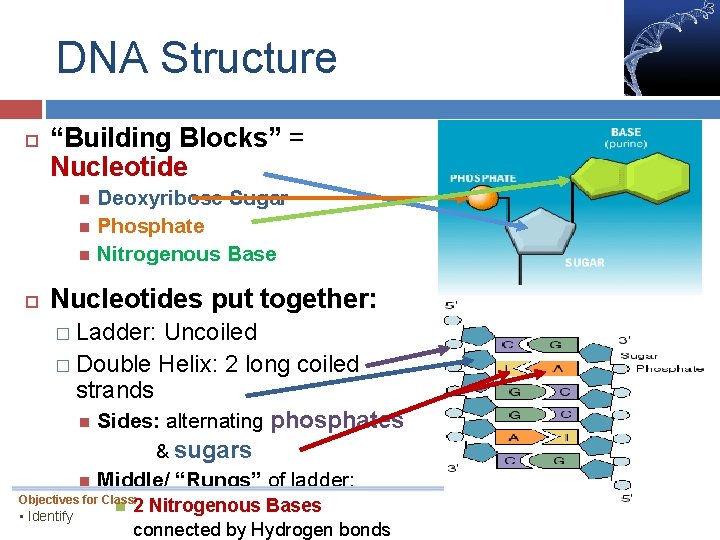 DNA Structure “Building Blocks” = Nucleotide Deoxyribose Sugar Phosphate Nitrogenous Base Nucleotides put together: