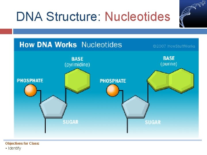 DNA Structure: Nucleotides Objectives for Class: • Identify 