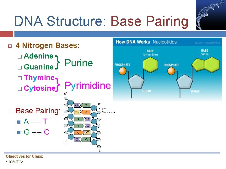 DNA Structure: Base Pairing 4 Nitrogen Bases: � Adenine Purine � Guanine � Thymine