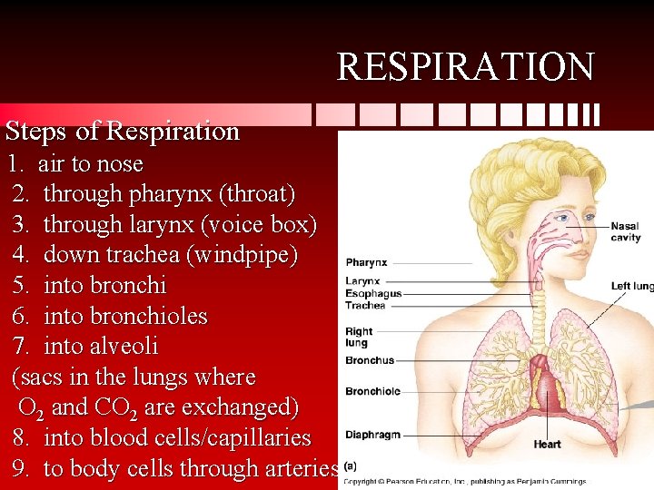 RESPIRATION Steps of Respiration 1. air to nose 2. through pharynx (throat) 3. through