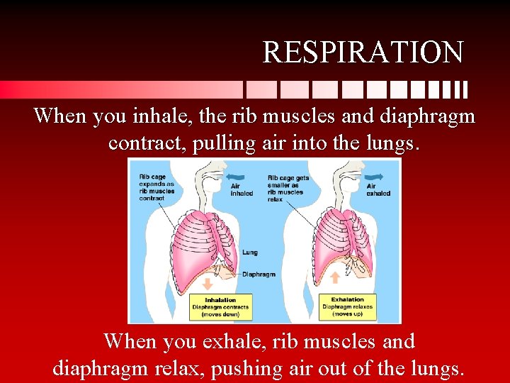 RESPIRATION When you inhale, the rib muscles and diaphragm contract, pulling air into the