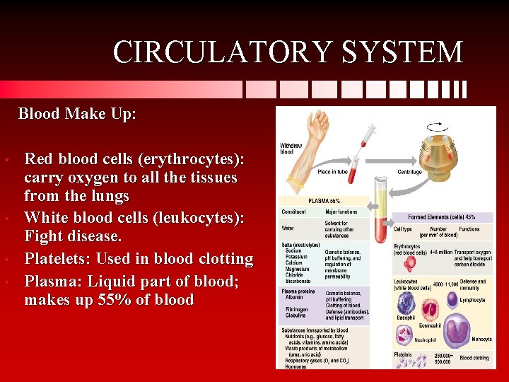 CIRCULATORY SYSTEM Blood Make Up: • • Red blood cells (erythrocytes): carry oxygen to