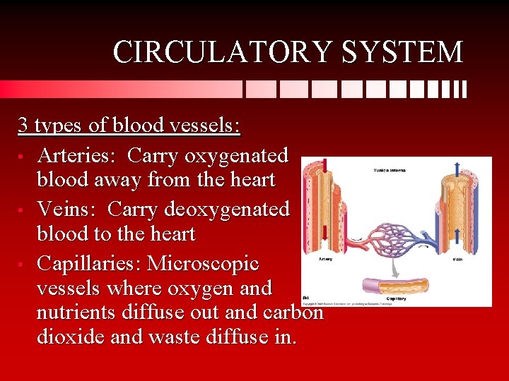CIRCULATORY SYSTEM 3 types of blood vessels: • Arteries: Carry oxygenated blood away from