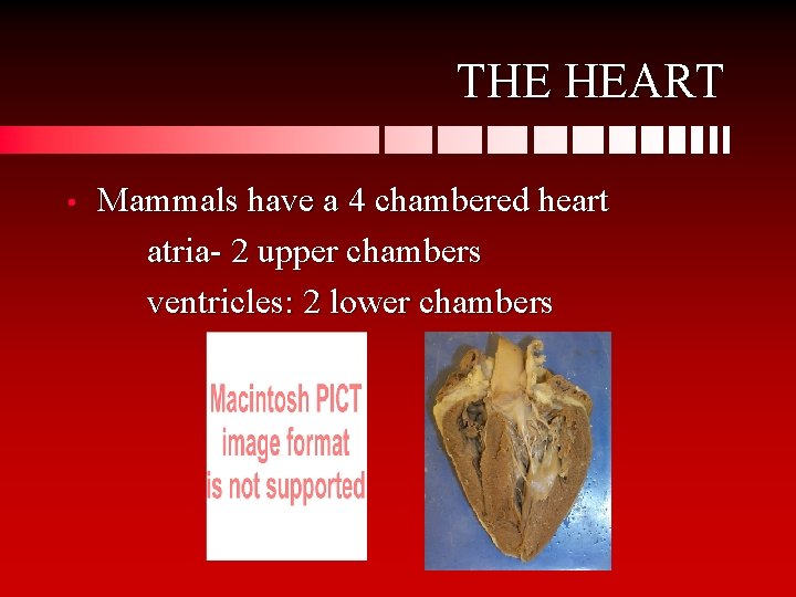 THE HEART • Mammals have a 4 chambered heart atria- 2 upper chambers ventricles: