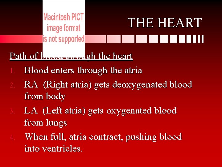 THE HEART Path of blood through the heart 1. Blood enters through the atria