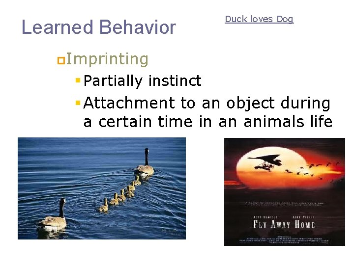 Learned Behavior Duck loves Dog p. Imprinting § Partially instinct § Attachment to an