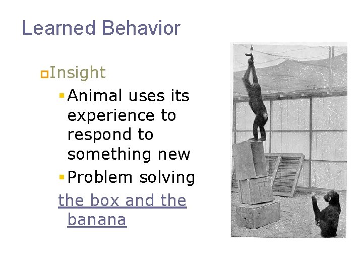 Learned Behavior p. Insight § Animal uses its experience to respond to something new