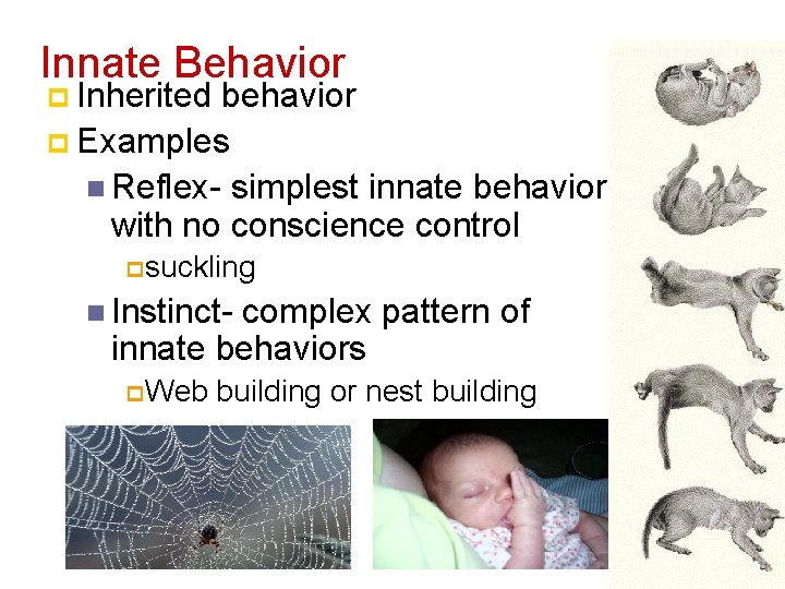 Innate Behavior p Inherited behavior p Examples n Reflex- simplest innate behavior with no