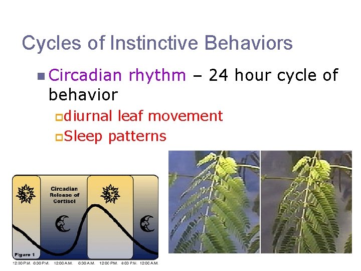Cycles of Instinctive Behaviors n Circadian behavior p diurnal rhythm – 24 hour cycle