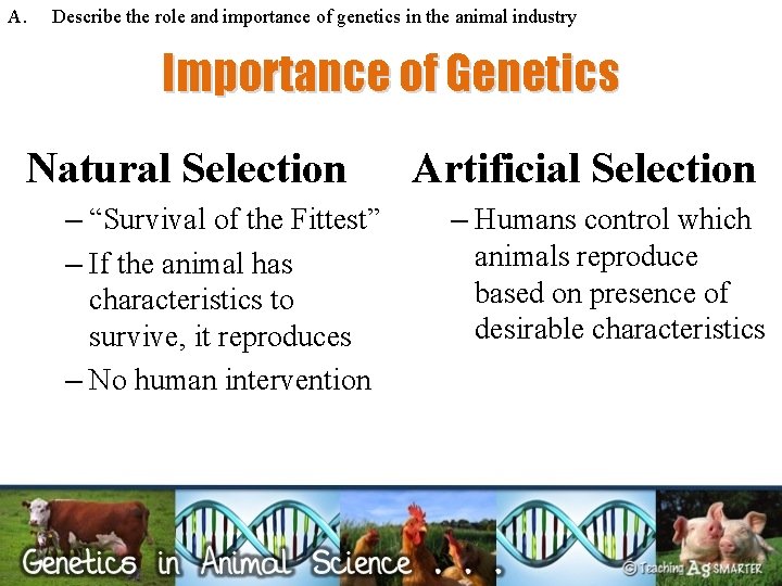 A. Describe the role and importance of genetics in the animal industry Importance of