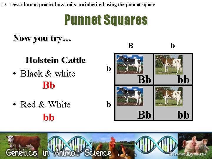 D. Describe and predict how traits are inherited using the punnet square Punnet Squares