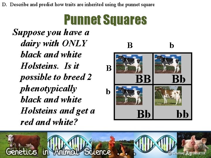 D. Describe and predict how traits are inherited using the punnet square Punnet Squares