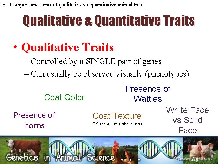 E. Compare and contrast qualitative vs. quantitative animal traits Qualitative & Quantitative Traits •