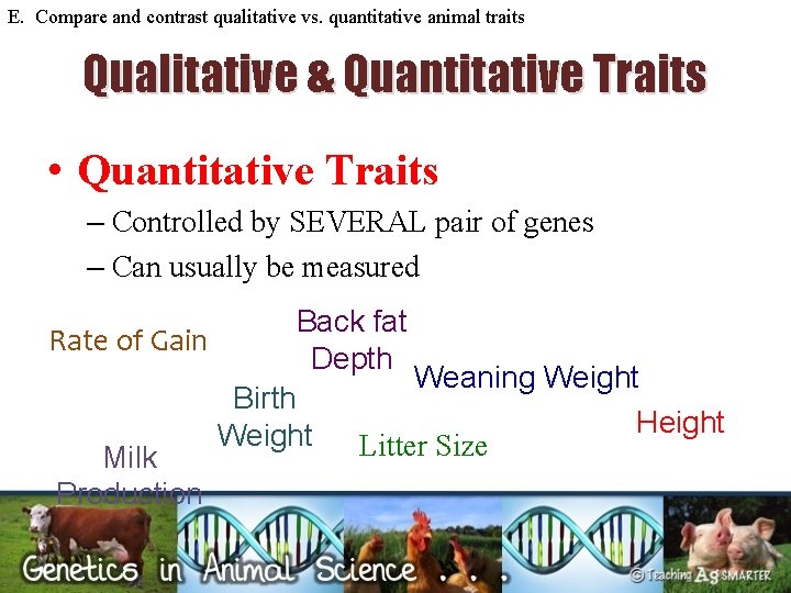 E. Compare and contrast qualitative vs. quantitative animal traits Qualitative & Quantitative Traits •