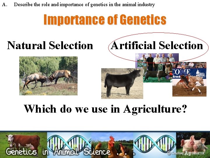 A. Describe the role and importance of genetics in the animal industry Importance of