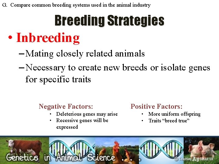 G. Compare common breeding systems used in the animal industry Breeding Strategies • Inbreeding