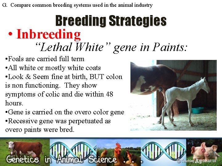 G. Compare common breeding systems used in the animal industry Breeding Strategies • Inbreeding