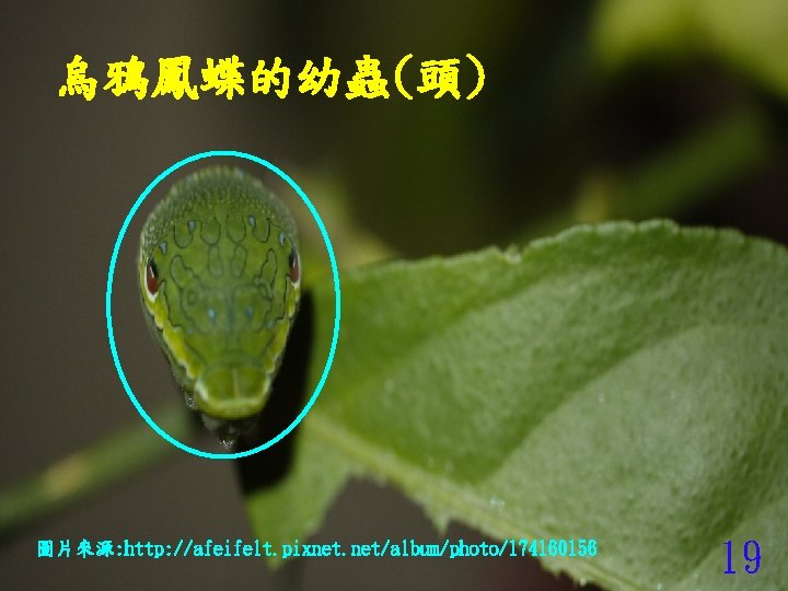 烏鴉鳳蝶的幼蟲(頭) 圖片來源: http: //afeifelt. pixnet. net/album/photo/174160156 19 