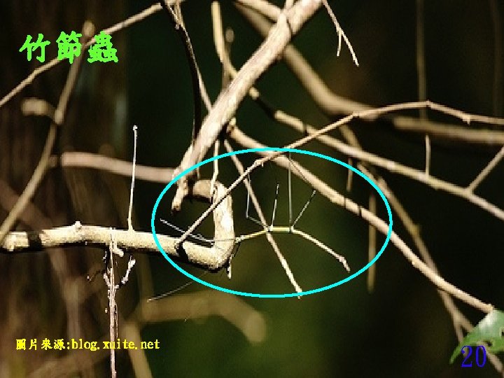 竹節蟲 圖片來源: blog. xuite. net 20 