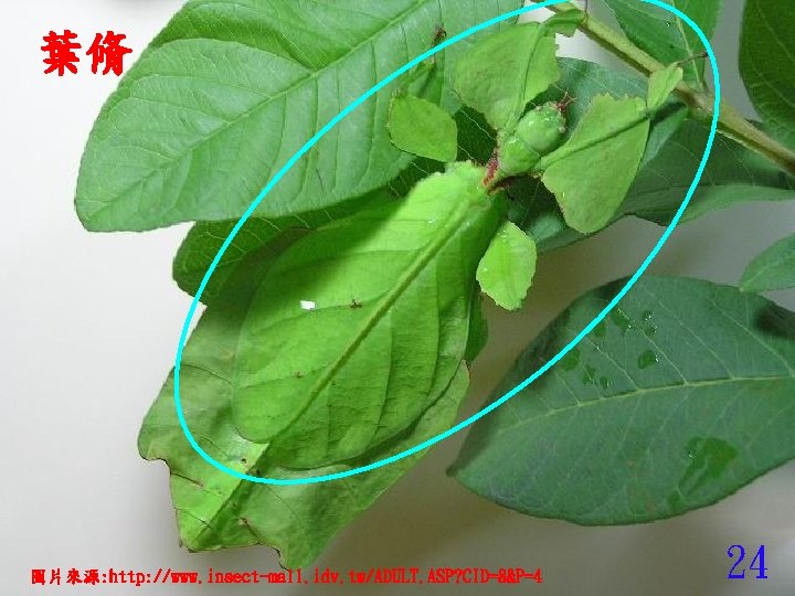 葉脩 圖片來源: http: //www. insect-mall. idv. tw/ADULT. ASP? CID=8&P=4 24 