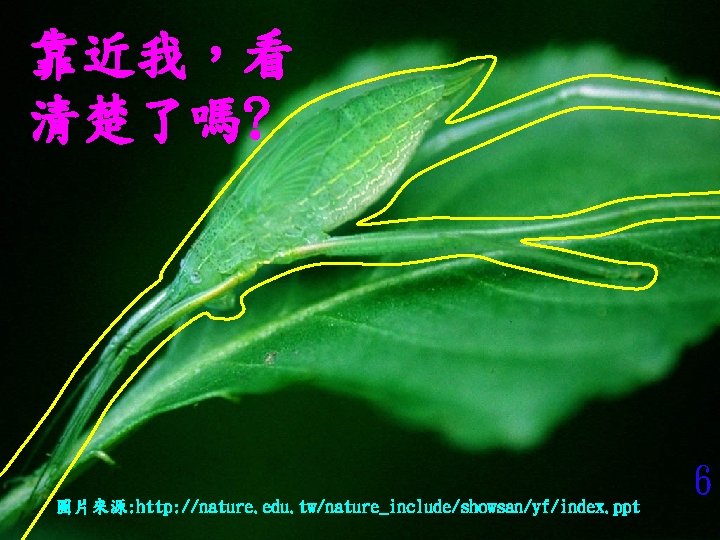 靠近我，看 清楚了嗎? 圖片來源: http: //nature. edu. tw/nature_include/showsan/yf/index. ppt 6 