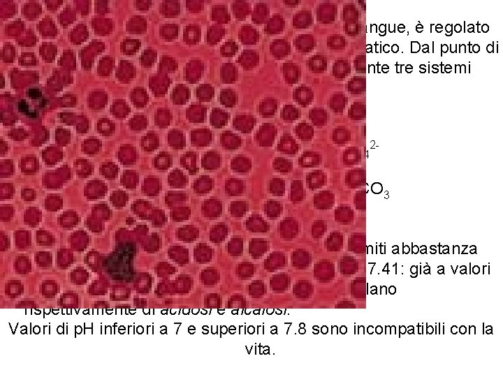 Il p. H dei fluidi del'organismo, in particolare del sangue, è regolato attraverso un