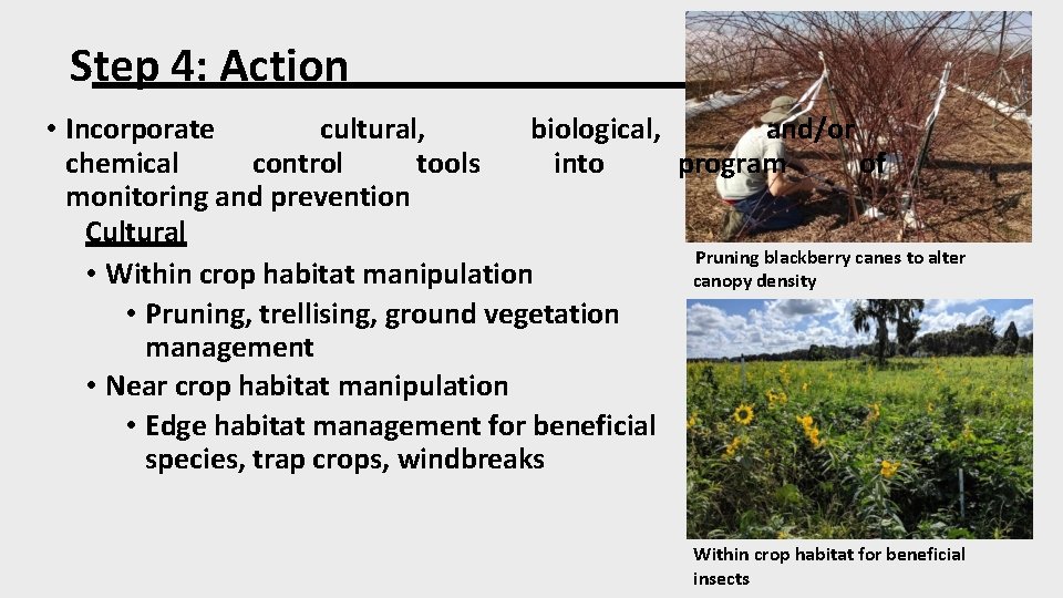 Step 4: Action • Incorporate cultural, biological, and/or chemical control tools into program of
