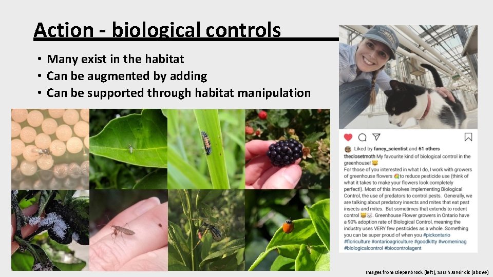 Action - biological controls • Many exist in the habitat • Can be augmented