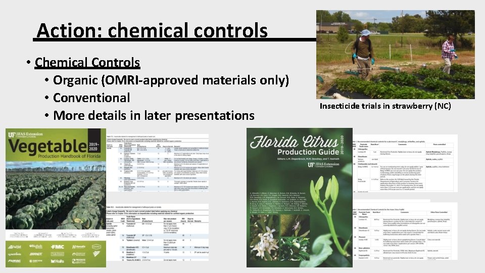 Action: chemical controls • Chemical Controls • Organic (OMRI-approved materials only) • Conventional •