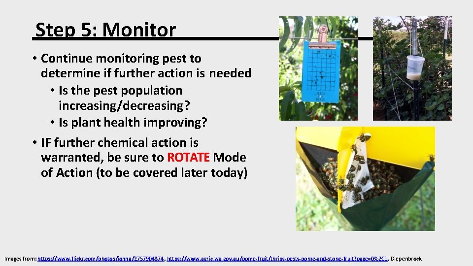 Step 5: Monitor • Continue monitoring pest to determine if further action is needed