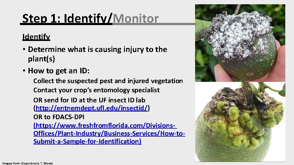 Step 1: Identify/Monitor Identify • Determine what is causing injury to the plant(s) •