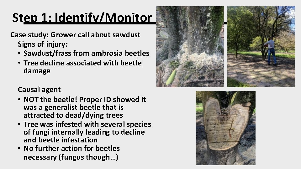 Step 1: Identify/Monitor Case study: Grower call about sawdust Signs of injury: • Sawdust/frass