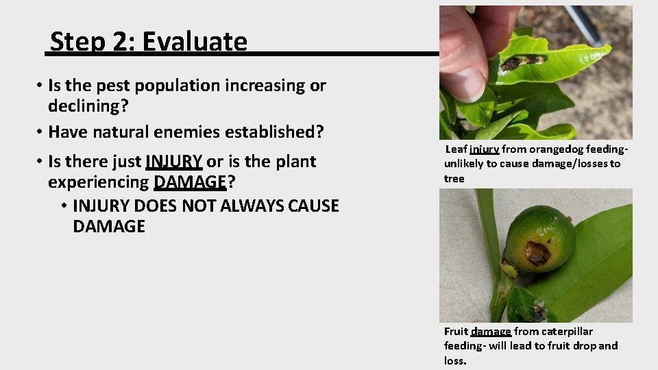 Step 2: Evaluate • Is the pest population increasing or declining? • Have natural