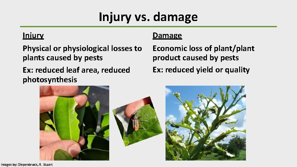 Injury vs. damage Injury Physical or physiological losses to plants caused by pests Ex:
