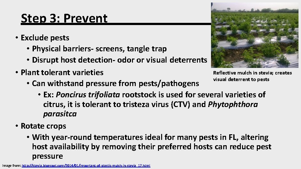 Step 3: Prevent • Exclude pests • Physical barriers- screens, tangle trap • Disrupt