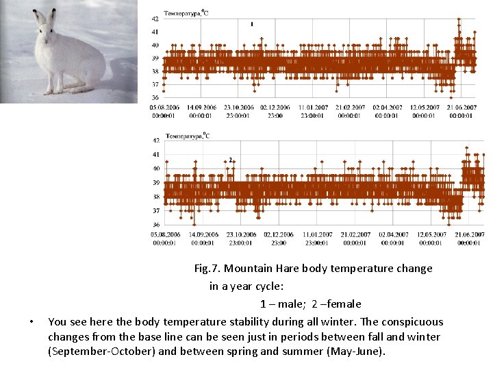  • Fig. 7. Mountain Hare body temperature change in a year cycle: 1