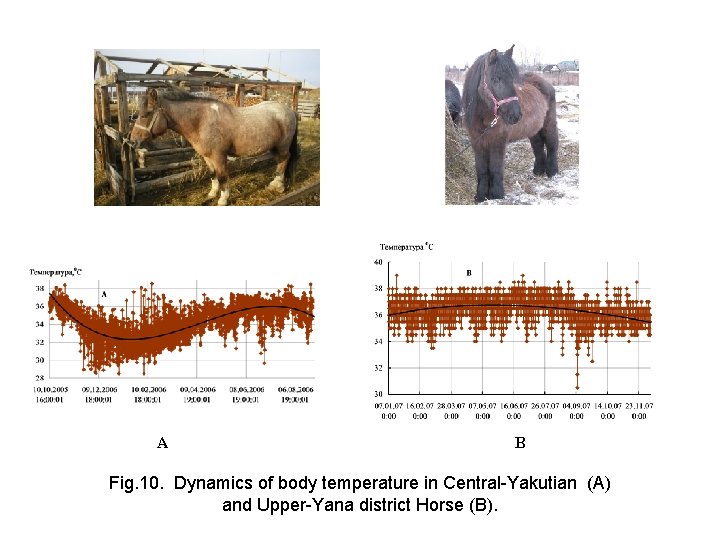 A B Fig. 10. Dynamics of body temperature in Central-Yakutian (А) and Upper-Yana district