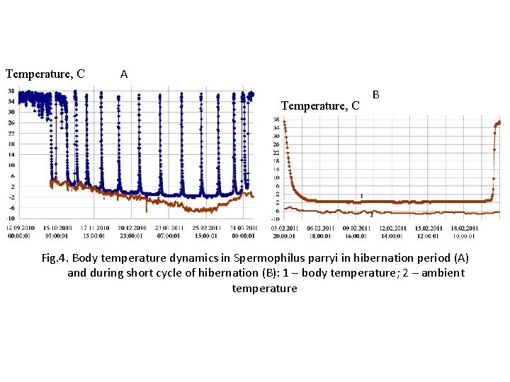 Temperature, C A Temperature, C B Fig. 4. Body temperature dynamics in Spermophilus parryi