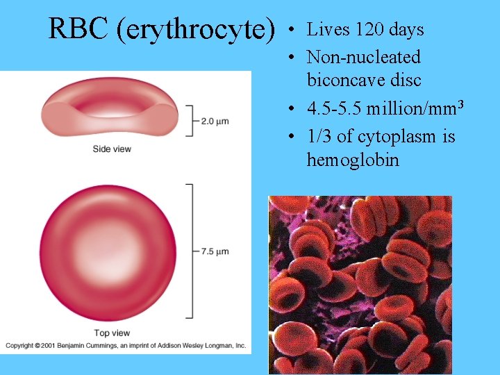 Internal Rbc Near End Of Life Cardiovascular System Blood Clinical Anatomy Tony Serino Ph