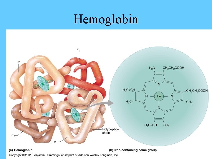 Hemoglobin 
