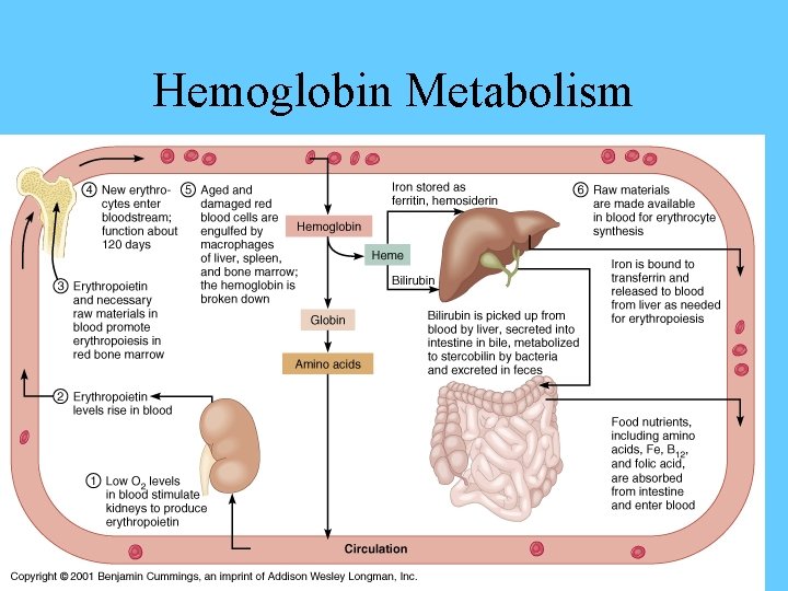 Hemoglobin Metabolism 